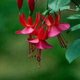 Fuchsia Hybrida Voss Seeds The fairy flower
