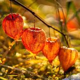 Physalis alkekengi,Strawberry groundcherry,Winter Ground Cherry - Chinese Lantern Seeds