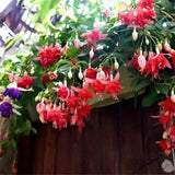 Fuchsia Hybrida Voss Seeds The fairy flower