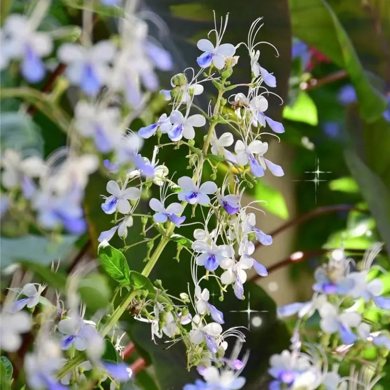 Blue Butterfly Flower Easy