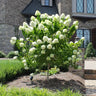Strawberry Sundae Hydrangea- Beautiful, reunion and gratitude
