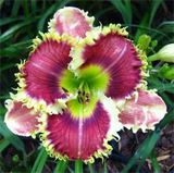 Daylily Hybrid Flowers Seeds, Hemerocallis Hybrid