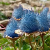 Semillas de flores de humo de pradera