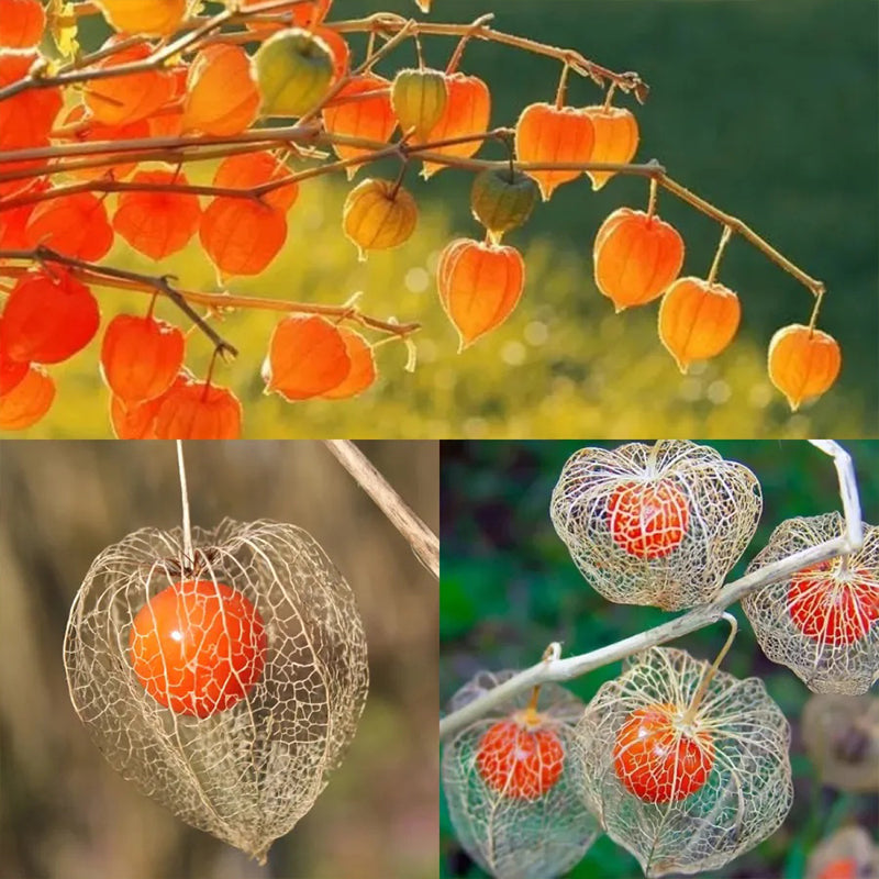 Semillas de cereza de linterna Cereza de tierra de invierno-Cereza de tierra de fresa