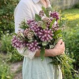 Prairie Milkweed Seeds Perennial Tall Single for Butterfly Gardens