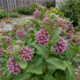 Prairie Milkweed Seeds Perennial Tall Single for Butterfly Gardens
