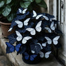 Butterfly Begonia: Unleash Whimsy in Your Garden!