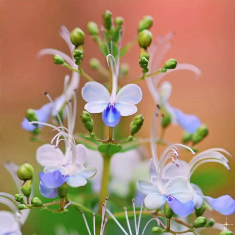Blue Butterfly Flower Easy