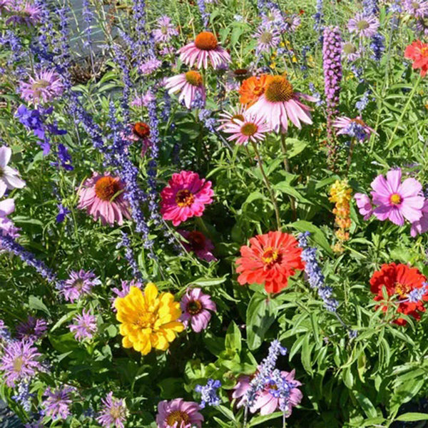 Bumblebee Buffet Wildflower Mix Seeds