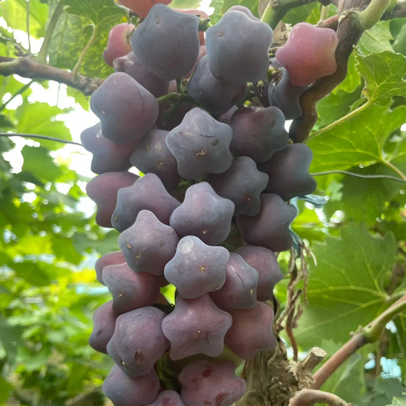 Venta caliente de semillas de uva estrella de una raza rara y hermosa