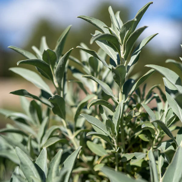 White Sage