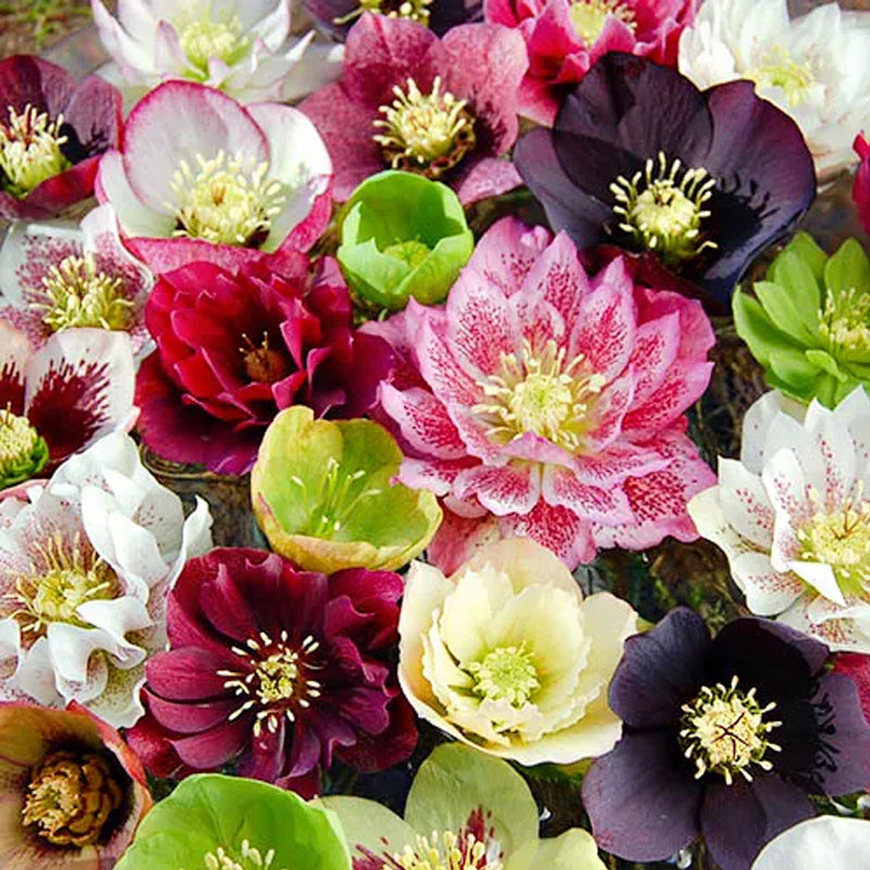 Colección Hellebore de Carnaval - Rosa de Navidad