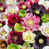 Colección Hellebore de Carnaval - Rosa de Navidad