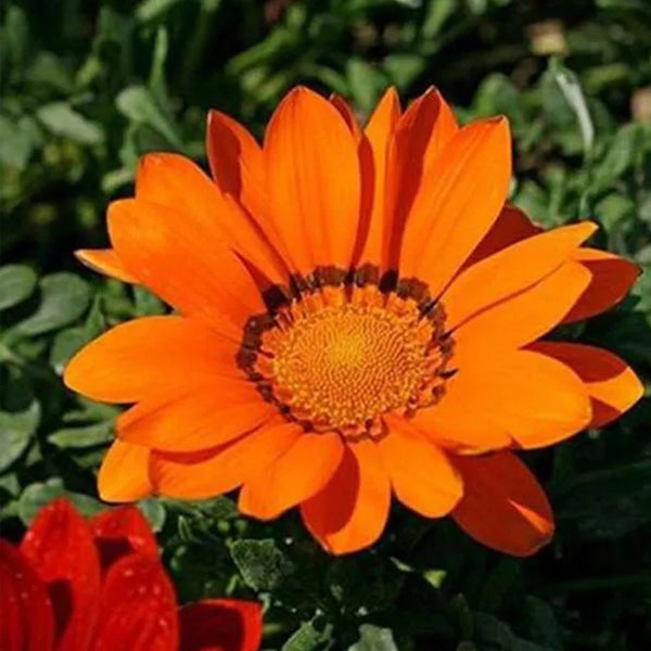 Gazania Rigens Treasure SunFlower Seeds