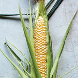 Corn, Sweetness Hybrid