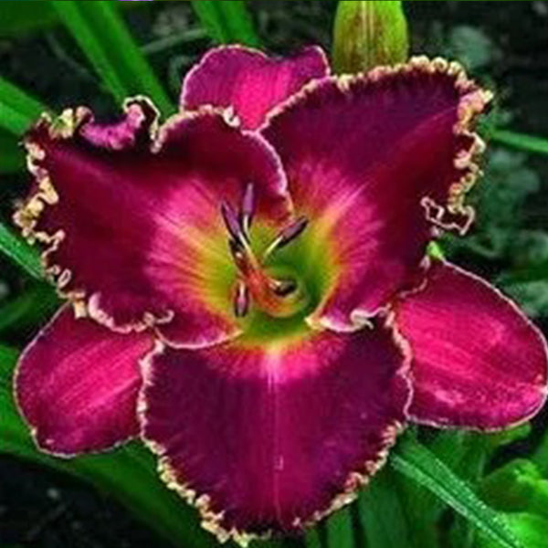 Daylily Hybrid Flowers Seed