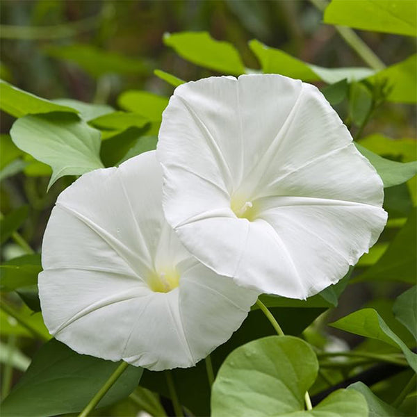 Semillas de plantas de flores de gloria de la mañana, fáciles de cultivar, perfectas para el jardín de primavera