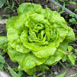 Emerald Green Butterhead Lettuce Seeds