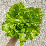 Crisp Garden Romaine Lettuce Seeds