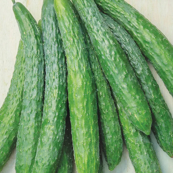 Cucumber, Dragon Suhyo Hybrid