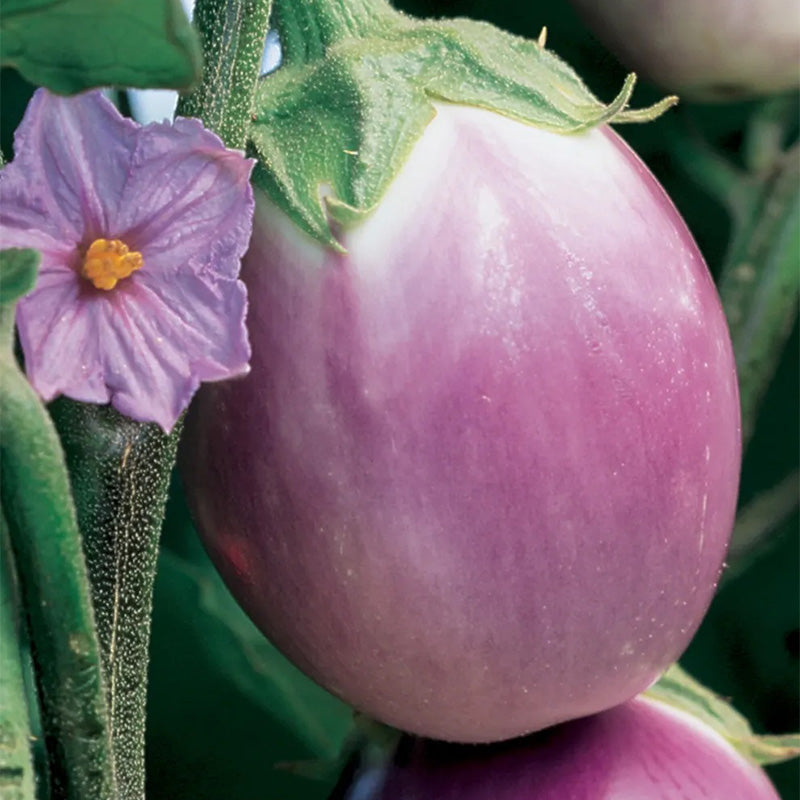 Eggplant, Rosa Bianca