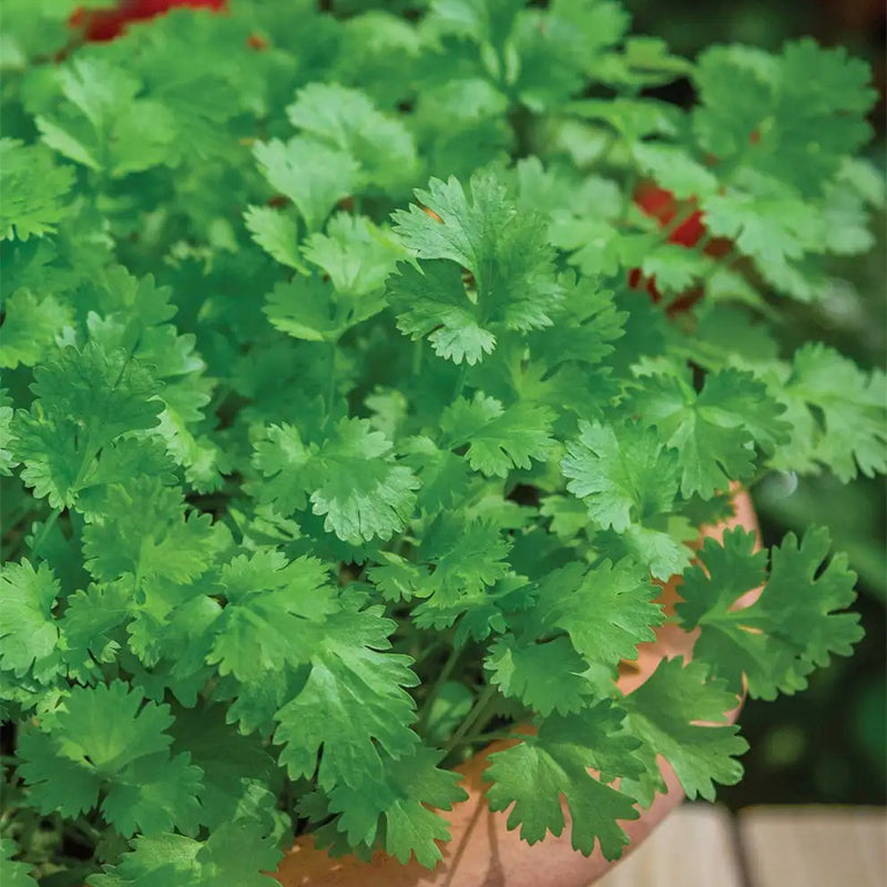 Cilantro (cilantro)