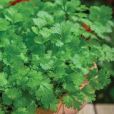 Cilantro (cilantro)
