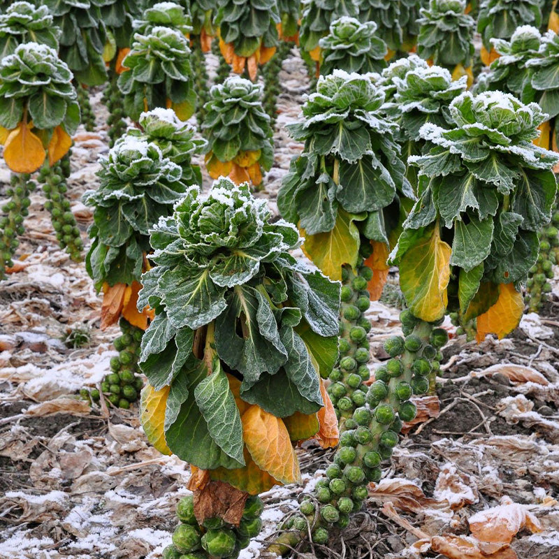Sweet Frost-Kissed Brussels Sprouts Seeds