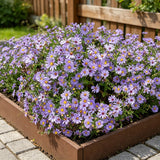Lavender Purple Aster (Symphyotrichum novae-angliae) Seeds