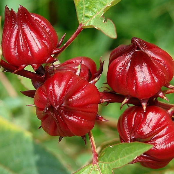 Semillas de Hibiscus sabdariffa (Roselle roja)