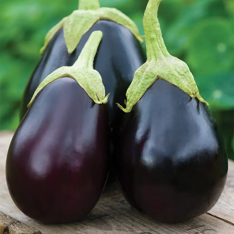 Eggplant, Early Midnight Hybrid