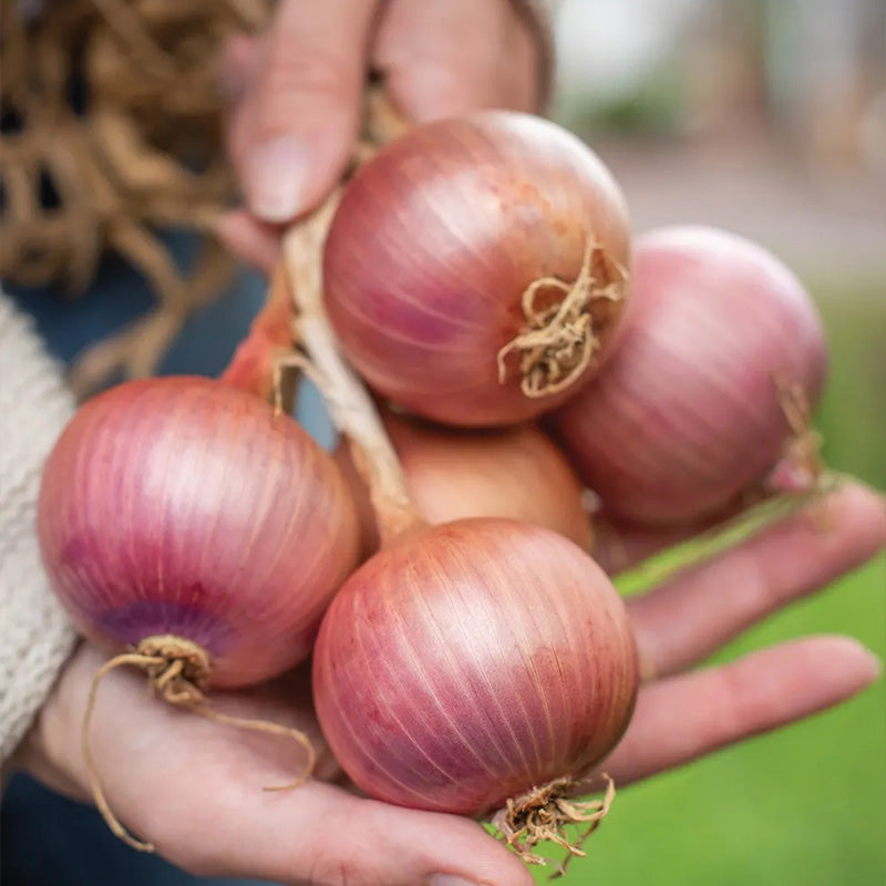 Onion Blush Hybrid