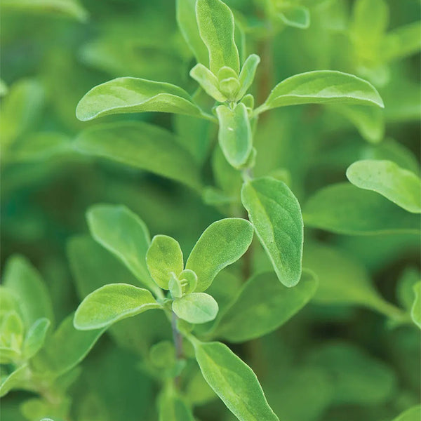 Marjoram, Sweet