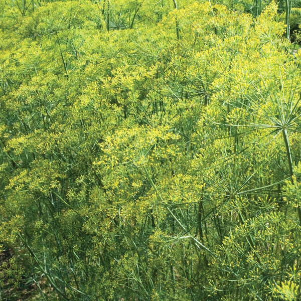 Bouquet Organic Dill Seed