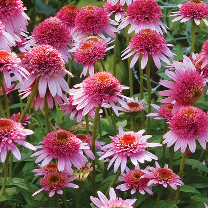 Echinacea purpurea, Butterfly Kisses