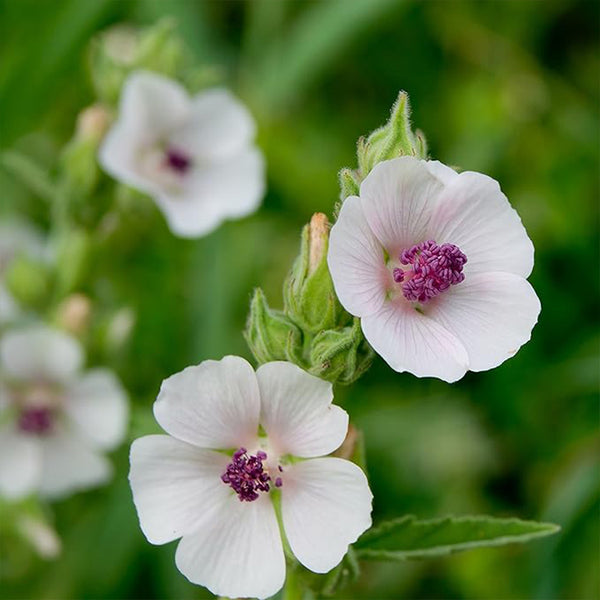 Semillas de malvavisco perenne Althaea officinalis para plantar en el jardín