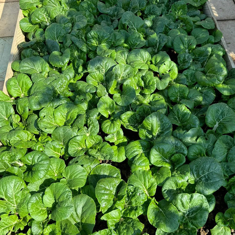 Heirloom Creamy White Stem Bok Choy Seeds
