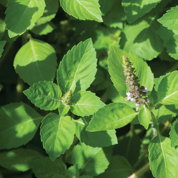 Kapoor Tulsi (圣罗勒)有机罗勒种子