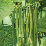 Bean, Pole Kentucky Blue