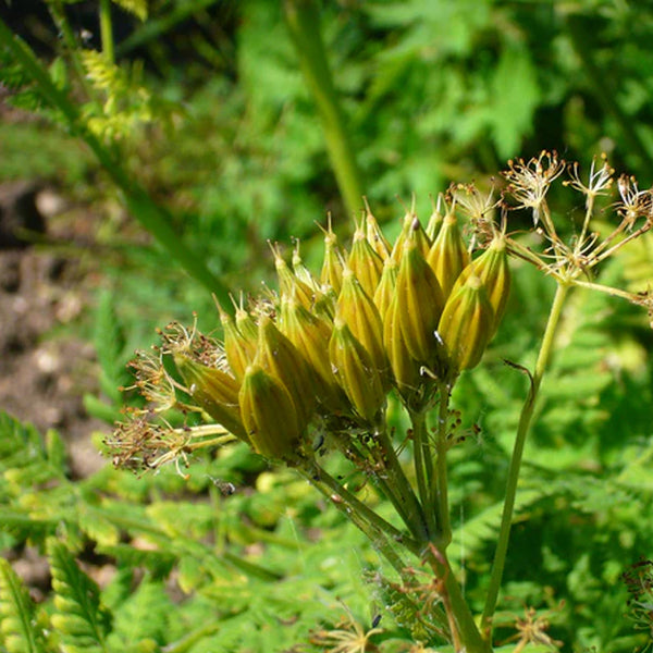 Sweet Cicely