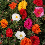 Annual Portulaca Moss Rose Ground Cover Seed Mix for Planting