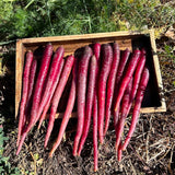 Purple Sun Carrot Seeds