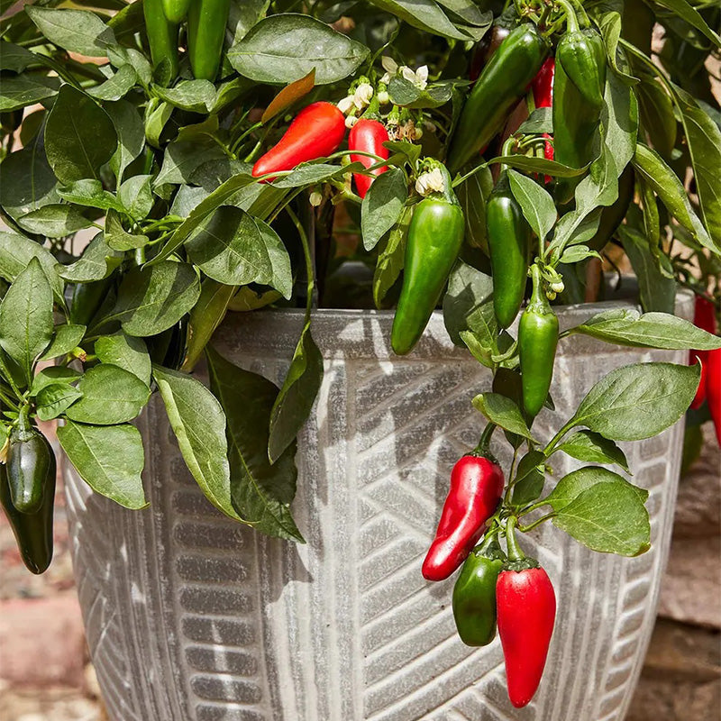 Pepper, Hot Jalapeno, Pot-a-Peño Hybrid