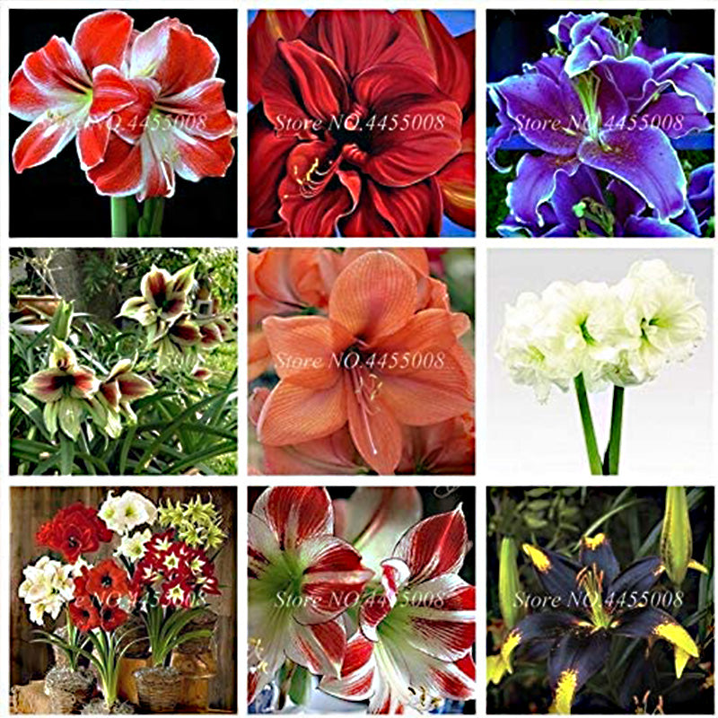 Amarilis de belleza rayada