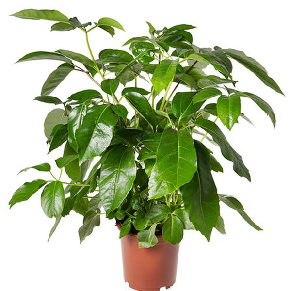 Árbol paraguas, semilla de Schefflera