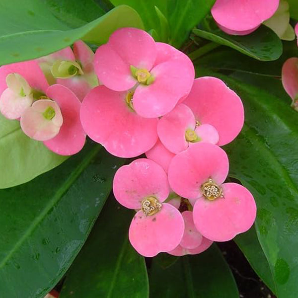 Planta corona de espinas rosada - Euphorbia