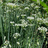 Cebolleta de ajo / Puerro chino