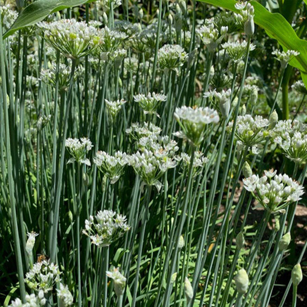 Garlic Chive / Chinese Leek