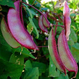 Hyacinth Bean Asia Hyacinth Bean Seeds Purple Flower Lablab purpureus Vegetable Non-GMO