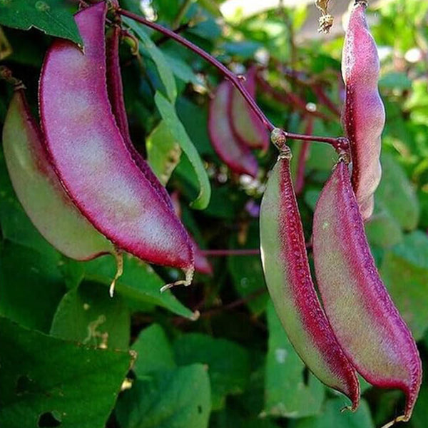 Frijol jacinto Asia Semillas de frijol jacinto Flor morada Lablab purpureus Vegetal sin OGM